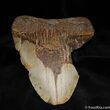 Monster Megalodon Tooth - Nearly Six Inches #522-1